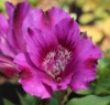 Picture of Alstroemeria 'Indigo' 