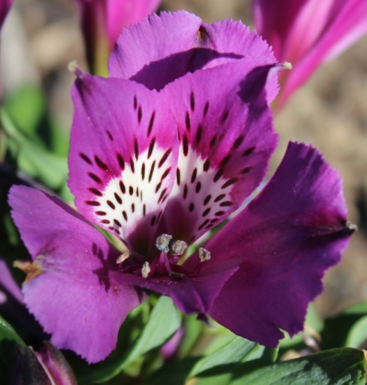 Picture of Alstroemeria 'Indigo' 