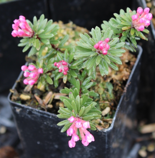 Picture of Daphne x thauma 'Reginald Farrer'