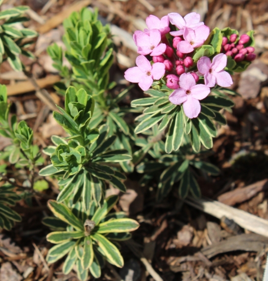 Picture of Daphne cneorum 'Variegata'