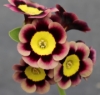 Picture of Primula auricula 'T. A. Hadfield'