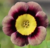 Picture of Primula auricula 'T. A. Hadfield'