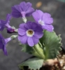 Picture of Primula marginata 'Linda Pope'