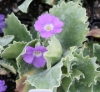 Picture of Primula marginata 'Linda Pope'