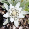 Picture of Leontopodium 'Silver Star'