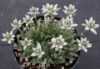 Picture of Leontopodium 'Silver Star'