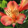 Picture of Alstroemeria 'Bryce'
