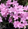 Picture of Rhodohypoxis Collection 6 x 2.5" pots