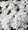 Picture of Rhodohypoxis Collection 6 x 2.5" pots