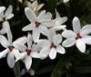 Picture of Rhodohypoxis Collection 6 x 2.5" pots