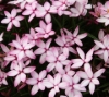 Picture of Rhodohypoxis Collection 6 plants