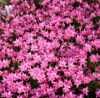 Picture of Rhodohypoxis Collection 6 plants