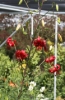 Picture of Lilium davidii 'Berry Red'