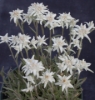 Picture of Leontopodium alpinum 'Watzmann'