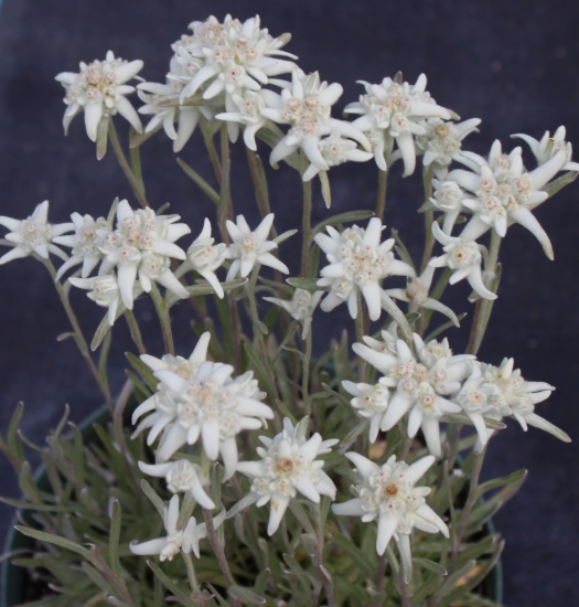 Picture of Leontopodium alpinum 'Watzmann'