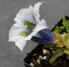 Picture of Gentiana occidentalis white/blue