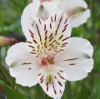 Picture of Alstroemeria 'Casablanca'