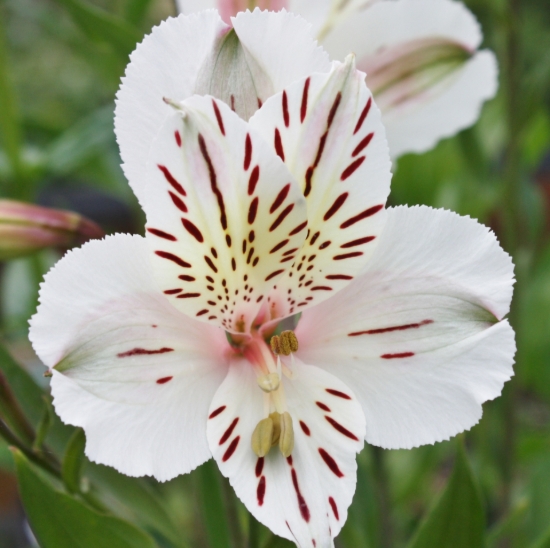 Picture of Alstroemeria 'Casablanca'