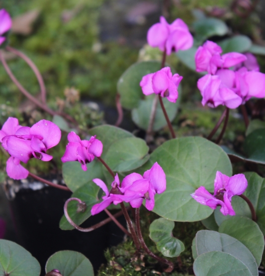 Picture of Cyclamen coum Green Leaf