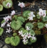 Picture of Cyclamen coum f. albissimum Ivy Leaf 