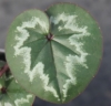 Picture of Cyclamen coum Ivy Leaf