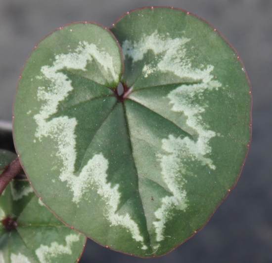 Picture of Cyclamen coum Ivy Leaf