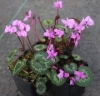 Picture of Cyclamen coum Ivy Leaf