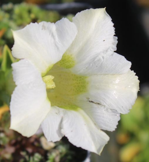Picture of Gentiana x digenea 'Alba'