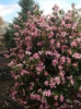 Picture of Camellia 'Yume'