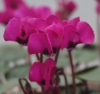 Picture of Cyclamen coum Dark Magenta