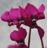 Picture of Cyclamen coum Dark Magenta
