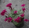 Picture of Cyclamen coum Dark Magenta