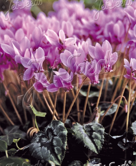 Picture of Cyclamen hederifolium 'Pink Pearls'
