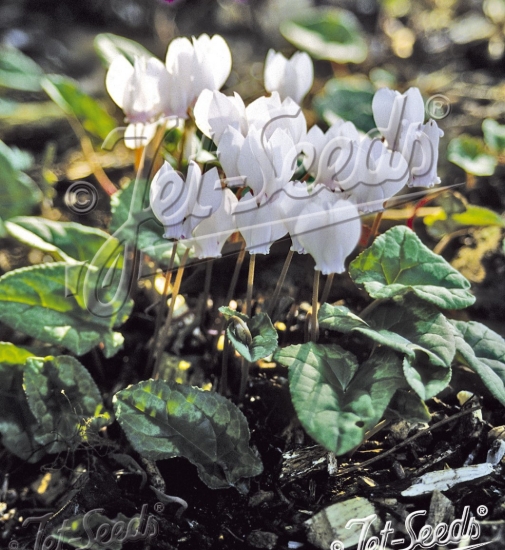 Picture of Cyclamen hederifolium 'White Pearls'