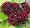 Picture of Primula auricula 'Forest Bordeaux'