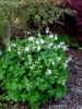 Picture of Geranium maculatum 'Vickie Lynn'