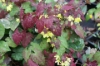 Picture of Epimedium ecalcarata