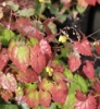 Picture of Epimedium ecalcarata