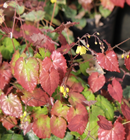 Picture of Epimedium ecalcarata