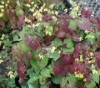Picture of Epimedium ecalcarata