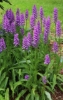 Picture of Dactylorhiza fuchsii 'Bressingham Bonus' lg.