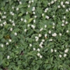 Picture of Maianthemum bifolium var. kamtschaticum 'Minima'