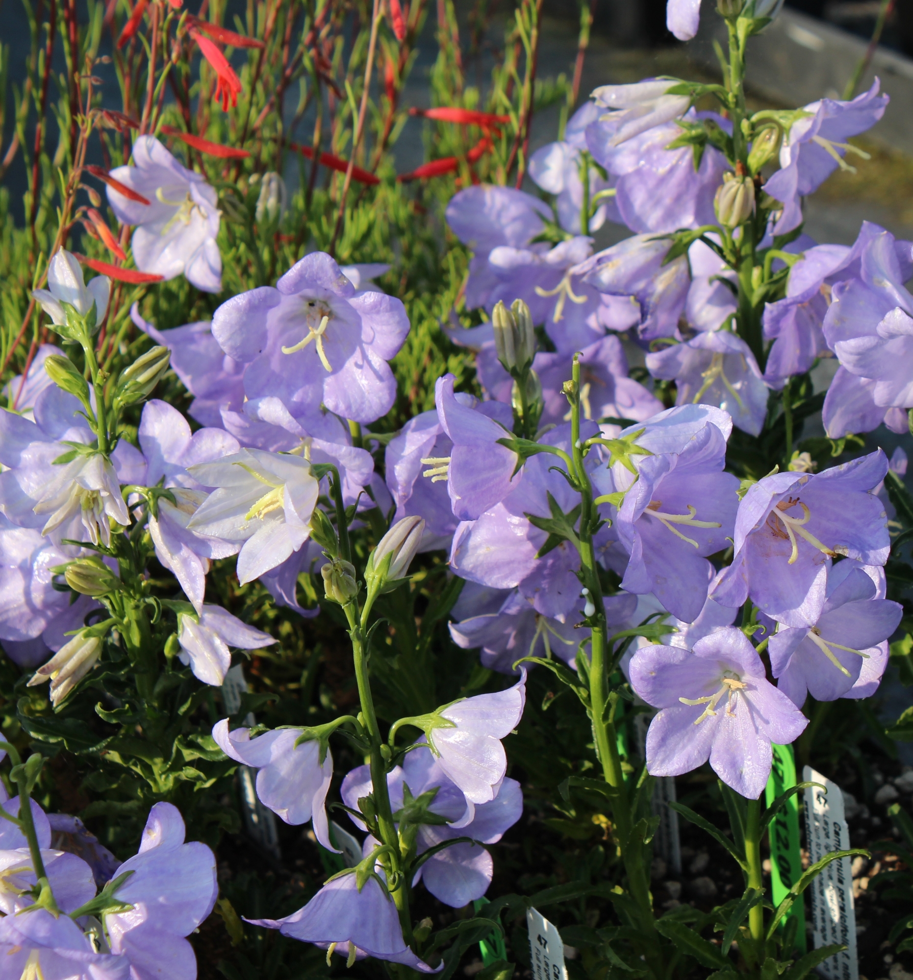 Edelweiss Perennials. Campanula persicifolia f. nitida 'Bajazzo'