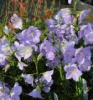 Picture of Campanula persicifolia f. nitida 'Bajazzo'
