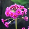 Picture of Primula japonica