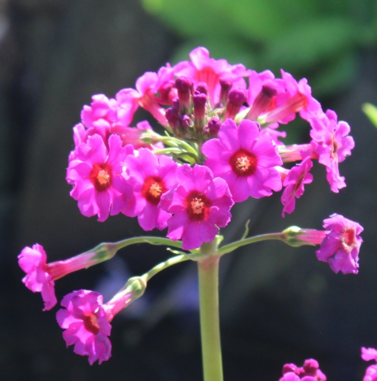 Picture of Primula japonica
