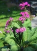Picture of Primula japonica