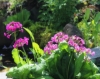 Picture of Primula japonica