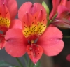Picture of Alstroemeria 'Watermelon'