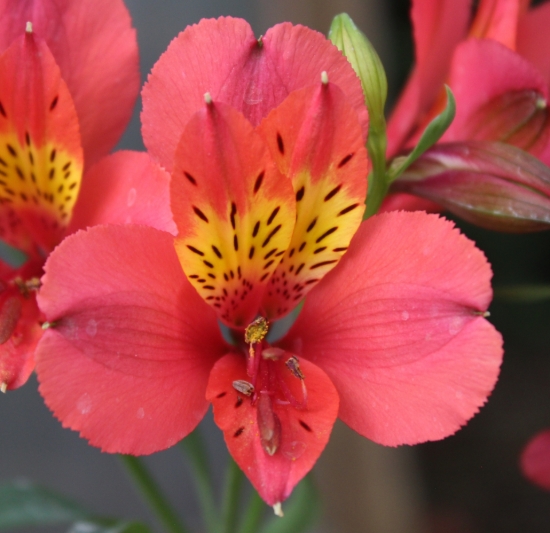 Picture of Alstroemeria 'Watermelon'